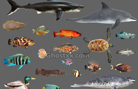 Cubebrush - Low poly Fish Collection Animated Pack 2 - 3dmodel