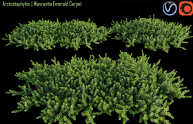 Arctostaphylos | Manzanita Emerald Carpet # 1