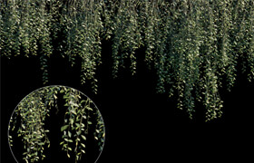 Vernonia Elliptica | Curtain creeper | 10 module